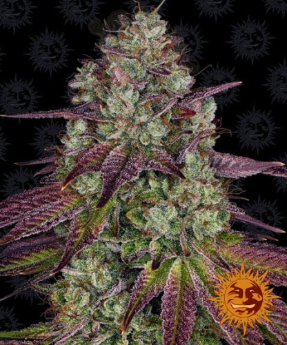 Barney's Farm - Mimosa Evo