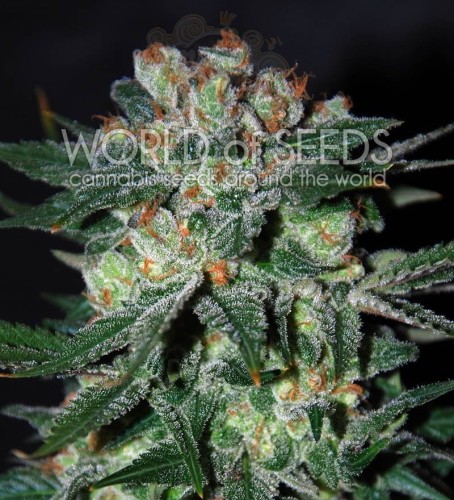 WORLD OF SEEDS - Obsession
