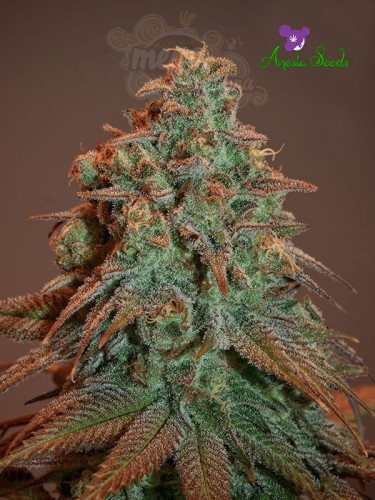 Anesia Seeds - Nova OG Auto
