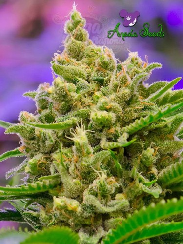 Anesia Seeds - Big Bazooka Auto