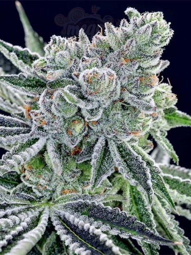 Anesia Seeds - Sour Betty