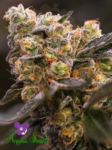 Anesia Seeds - Nova OG