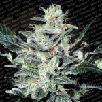PARADISE SEEDS - Sensi Star