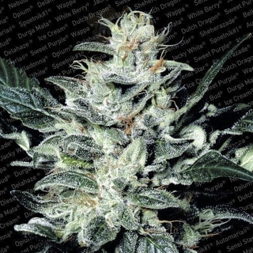 PARADISE SEEDS - Sensi Star