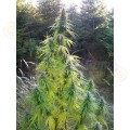 Easy Sativa 10szt