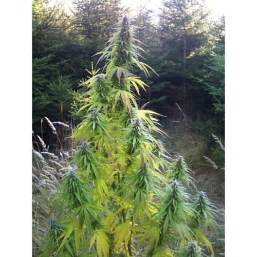 Easy Sativa 10szt