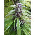 Easy Sativa 10szt