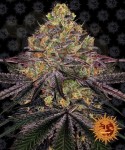 Barney's Farm - Watermelon Zkittlez