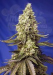 Sweet Seeds - Runtz XL Auto