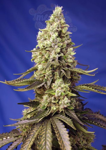 Sweet Seeds - Runtz XL Auto