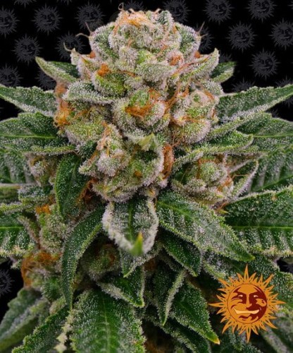 Barney's Farm - Skywalker OG Auto