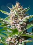 Sweet Seeds - Purple Punch OG®