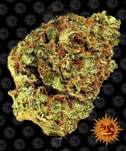 Barney's Farm - Watermelon Zkittlez Auto