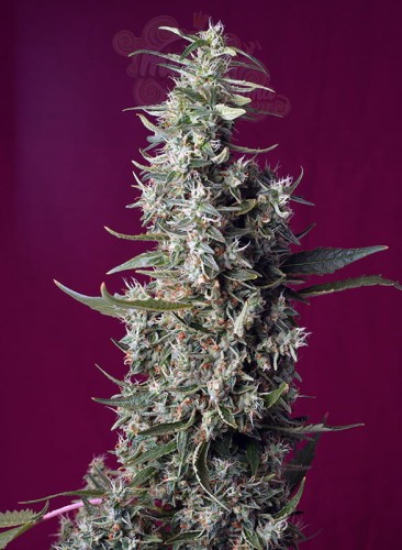 Sweet Seeds - Sweet Cherry Pie