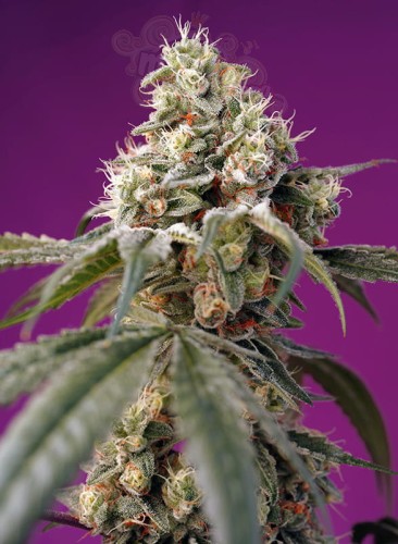 Sweet Seeds - Bruce Banner Auto®