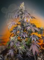 Sweet Seeds - Red Gorilla Girl XL Auto