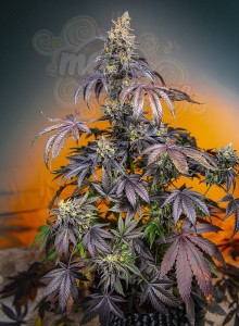 Sweet Seeds - Red Gorilla Girl XL Auto