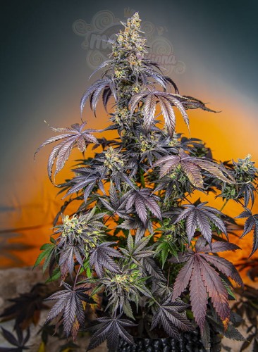 Sweet Seeds - Red Gorilla Girl XL Auto