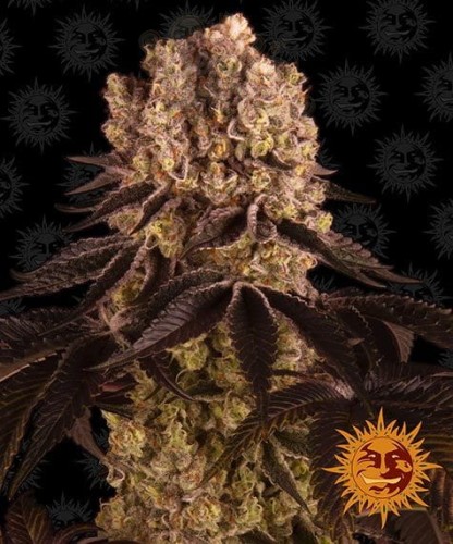 Barney's Farm - Purple Punch