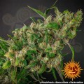 Barney's Farm - Purple Punch