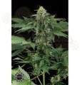 DINAFEM - Roadrunner Autoflowering