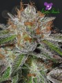 Anesia Seeds - Bruce Banner #3