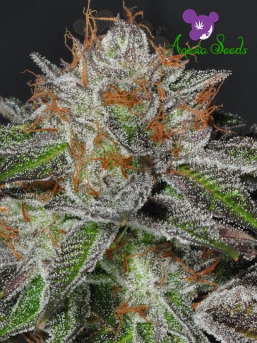 Anesia Seeds - Bruce Banner #3