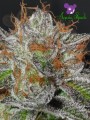 Anesia Seeds - Bruce Banner #3