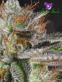 Anesia Seeds - Bruce Banner #3