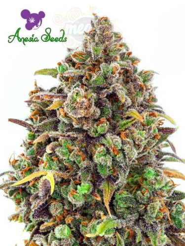 Anesia Seeds - Haze Queen