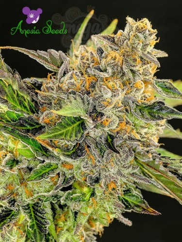 Anesia Seeds - Strawberry Kush 