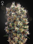 -50% GREEN HOUSE SEEDS - The Church 10