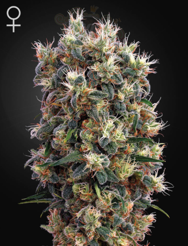 -50% GREEN HOUSE SEEDS - The Church 10