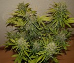 60 Day Grapefruit Auto 