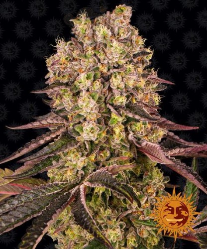 Barney's Farm - Runtz Muffin