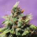 Anesia Seeds - Auto Future #1