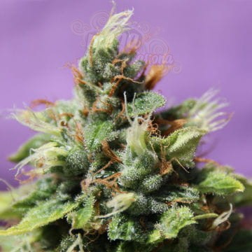 Anesia Seeds - Auto Future #1