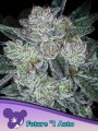 Anesia Seeds - Auto Future #1