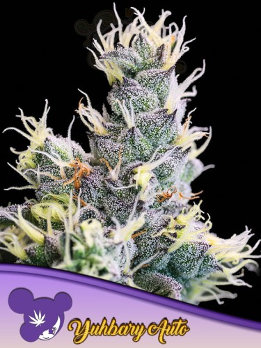 Anesia Seeds - Yuhbary Auto