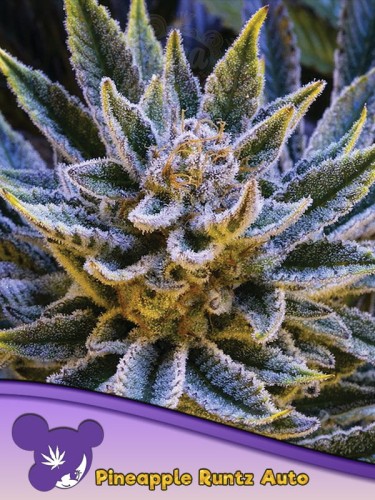 Anesia Seeds - Pineapple Runtz Auto