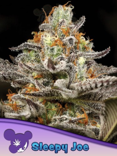 Anesia Seeds - Sleepy Joe