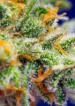 Sweet Seeds - Crystal Candy XL Auto 