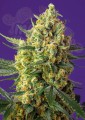 Sweet Seeds - Crystal Candy XL Auto 