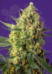 Sweet Seeds - Crystal Candy XL Auto 