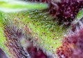 Sweet Seeds- Red Pure Auto CBD
