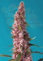Sweet Seeds- Red Pure Auto CBD