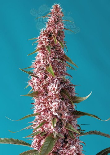 Sweet Seeds- Red Pure Auto CBD