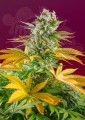 Sweet Seeds - Gorilla Girl F1 Fast Version