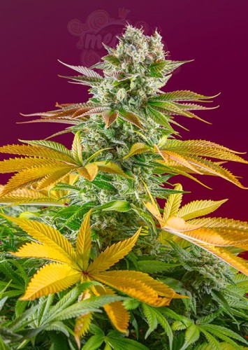 Sweet Seeds - Gorilla Girl F1 Fast Version