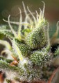 Sweet Seeds - Gorilla Girl F1 Fast Version